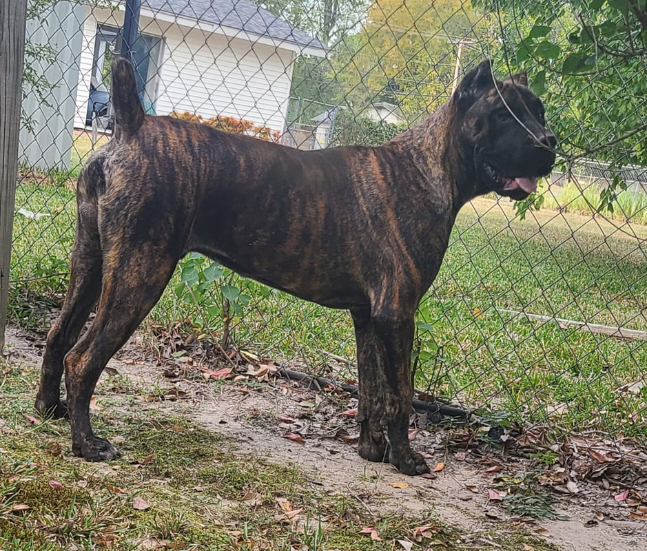 Cane corso brindle male cheap